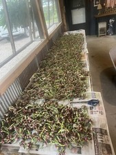 Egyptian Walking Onions 10 Bulbs 2025 Harvested Organic