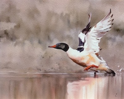 Common Merganser duck, Nature Art Painting, original watercolor by Eric Fisher