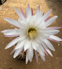 T.CEREUS CANDICANS - PIANTA DA GIARDINO - CACTUS - H 13 CM