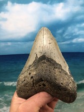 MEGALODON Fossil Giant Shark Teeth Ocean No Repair 5.84