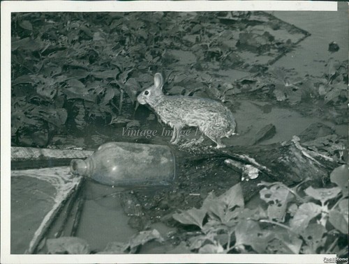 1941 Photo Drenched Rabbit Driven From Kickapoo Ks Burrow By Flood ...
