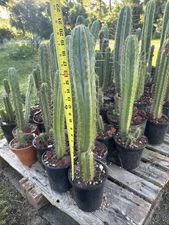 echinopsis cactus