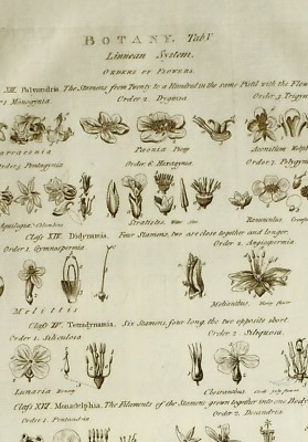 1783 ANTIQUE PRINT BOTANY LINNEAN SYSTEM ORDER OF FLOWERS ROSE MALLOW ORANGE