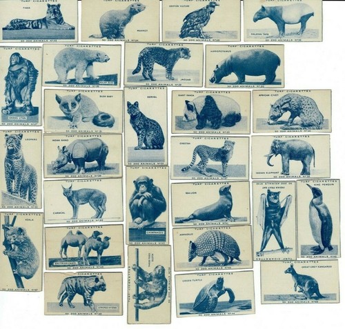 Juego de tarjetas de cigarrillos de césped de 50 animales de zoológico incluyendo león, panda, gorila mono - Imagen 2 de 2