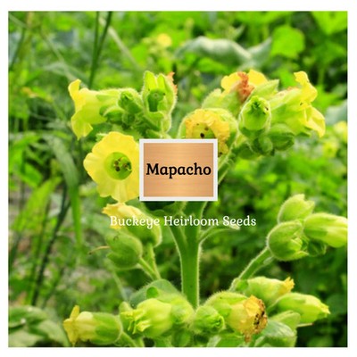 mapacho tobacco seeds Mapacho | Aztec Ceremonial | 100 Tobacco Seeds | Nicotiana Rustica |  Makhorka