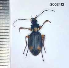 Carabidae sp. A1 #2412   NORTH THAILAND