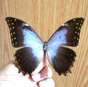Morpho Theseus | eBay