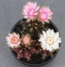 20PCS Gymnocalycium mihanovichii Cactaceae cactus home potted Garden decoration