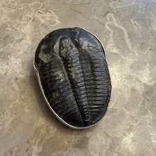 NWOT Charles Albert Sterling Silver Trilobite Fossil Pendant Or Brooch Large