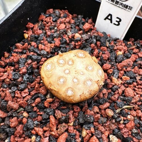 Pianta succulenta da giardino 1-1,5 cm piante bellissime - Foto 8 di 19
