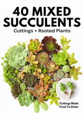 🌵 Succulent Cuttings – 40 Pack Mixed, 20+ Varieties