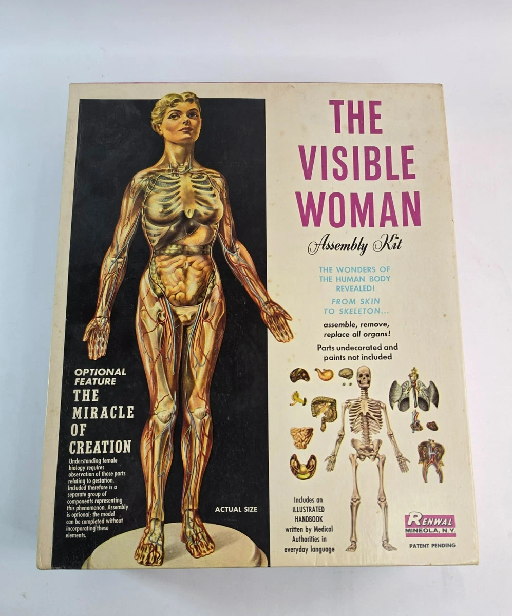 Visible Woman Indiana OTHER Models & Kits for sale | eBay
