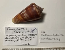 Conus amadis var castaneofisciata dautzenberg.   Thailand. Great shape