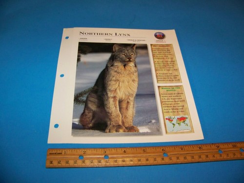 Northern Lynx Photo / Information Page Wildlife Explorer 1998 - Picture 3 of 3