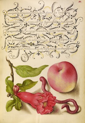 Mira Calligraphiae Monumenta : ''Pomegranate'' - Giclee Fine Art Print