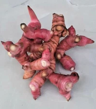 Red Galangal Bulbs Rhizome (Alpinia purpurata K. Schum) 300+ gr for Planting