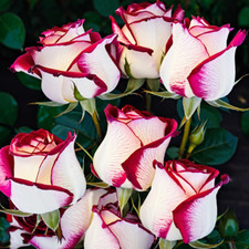 10 Rose Seeds Flower Bush Perennial Shrub Flowers Seed US SELLER " White Pink"