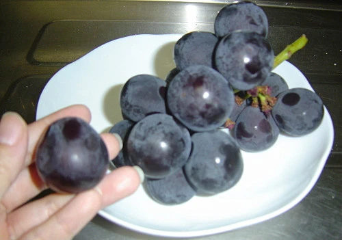 Giant grapes outlet