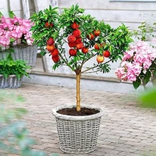 Peach Bonsai Tree Seeds - 4 Large Seeds - Grow Fruit Bearing Bonsai - Made in US