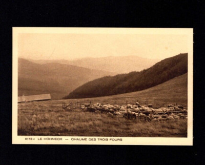 Alsace - Le Hohneck, Willow with Sheep (p1771)