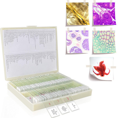100Pcs Prepared Microscope Slides Set Professional Specimens for Kids Student Ho
