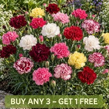 Carnation 250 Seeds Grenadin Double Mix | Dianthus caryophyllus Fragrant
