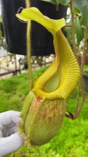 Nepenthes villosa x veitchii 'Gold Rush' – solid peristome: BE-4606 MEDIUM