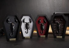 Real Scorpion Coffin Framed Gothic Decor Taxidermy Insect Bugs Birthday Gift