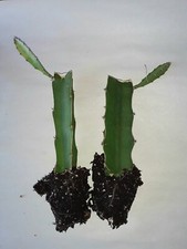 Dragon Fruit Cactus, 2pk,Pitaya Plant, Rooted Cactus Cuttings