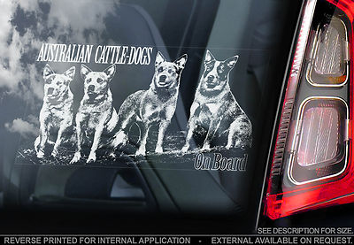 Australian Cattledogs - Auto Fenster Aufkleber - Rinder Hund blau ACD Geschenk Aufkleber - V01