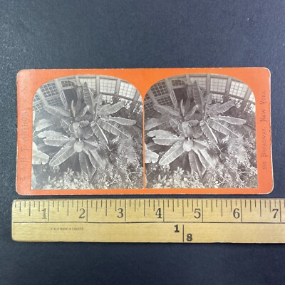 Washington D.C. Plant Conservatory Stereoview E&HT Anthony c1860s Y13677