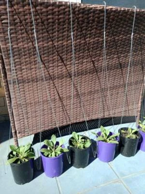 Wire Hanging Baskets Home Garden Gumtree Australia Free Local Classifieds