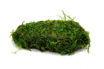 *BUY 2 GET 1 FREE* Christmas Moss On Rock Live Aquarium Plant Java Moss ✅