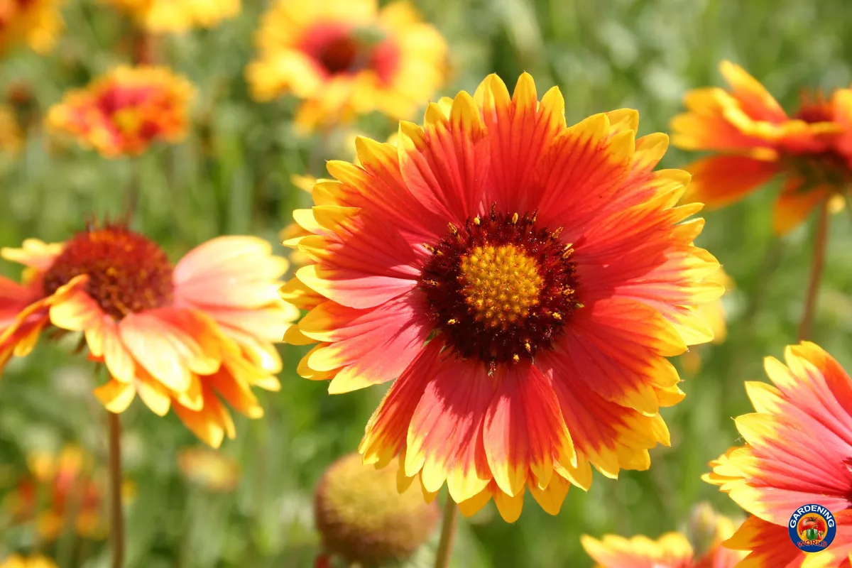 Gaillardia seeds for sale new arrivals
