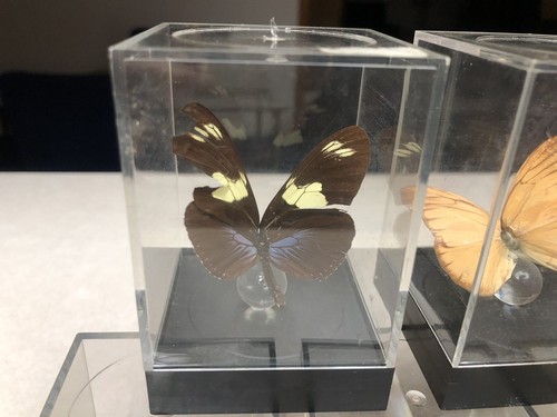 7 Mounted Butterfly Specimens In Acrylic Cases - Picture 8 of 17