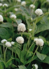 Gomphrena globosa Qis White   1,000 seeds
