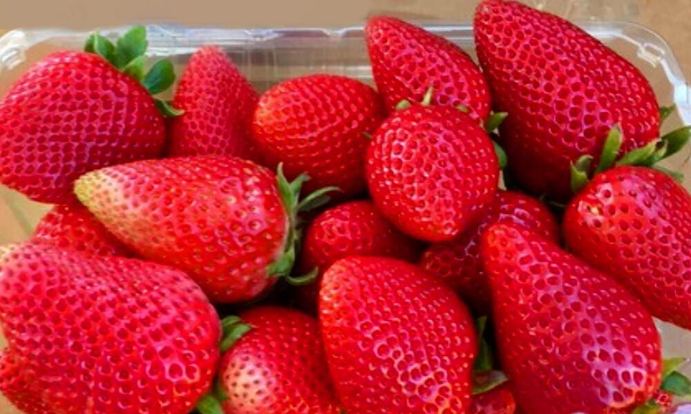 8 California Giant Strawberry Plants. Extra Large Sweet Berries. June