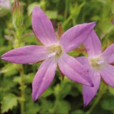 Campanula Plug Plants Bellflower Lilac Pink Flower Evergreen Perennial Pack of 3