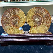 2.24LB  Natural carbonized ammonite fossil snail slice specimen from Madagascar