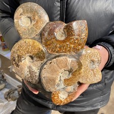 7.5lb Natural Ammonite Fossil Conch Quartz Crystal Specimen Healing