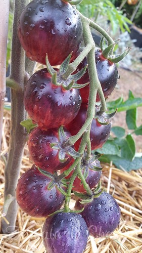 10 graines de tomate PAINTED PINK jolie rareté résistante tolérante au froid - Picture 2 of 12