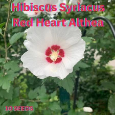 Hibiscus Syriacus | Red Heart Althea | Rose of Sharon | 10 seeds | #GardenJoy