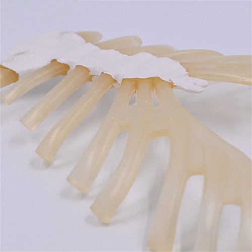 Human Skeleton Model for Anatomy Human Sternum Model Medicals Teaching Aid - Photo 3/8