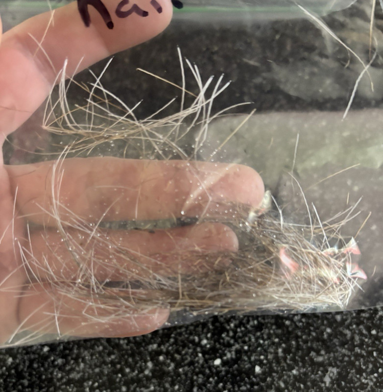 Sasquatch hair from the Appalachians 