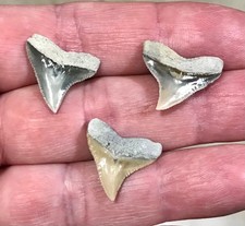 ELGANTLY BEAUTIFUL & GRANDLY SIZED- CALVERT CLIFFS,MD. -BULL SHARK TOOTH FOSSILS