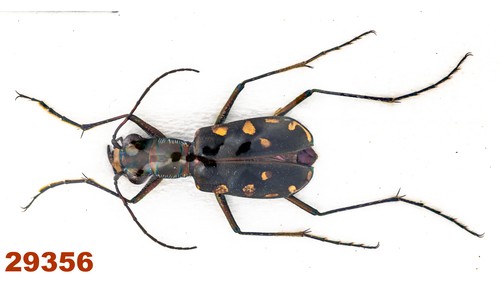 Cicindelidae: Calomera durvillei A1, 15 mm, 1 Stück