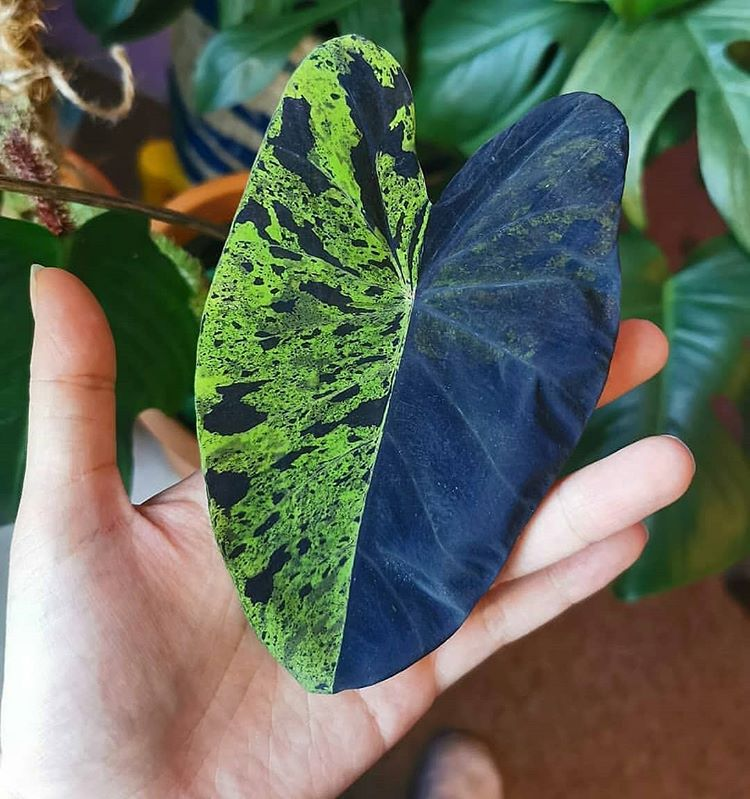 Rare Colocasia Mojito Elephant, Ear esculenta - Starter Live Plant | eBay