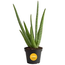 Aloe Vera Indoor Plant in 4 In. Grower Pot, Avg. Shipping Height 10 In. Tall
