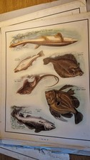 Orig 1950 Macmillan Educational School Poster  Plate 59 Sea Fish I