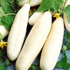 White Wonder Cucumber 30 Seeds- Heirloom Non-GMO Vegetable Variety